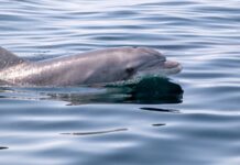 Fotografia e tutela del mare: FUJIFILM Italia e Jonian Dolphin Conservation insieme a Taranto